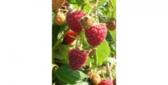FRAMBOISIER Scepter C 3 L 25.90 €