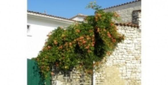 Bignone Grandiflora C 3 L