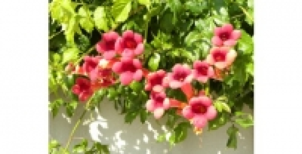 Bignone Atropurpurea C 2 L