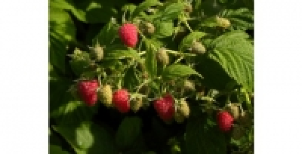 FRAMBOISIER Marastar® C 3 L
