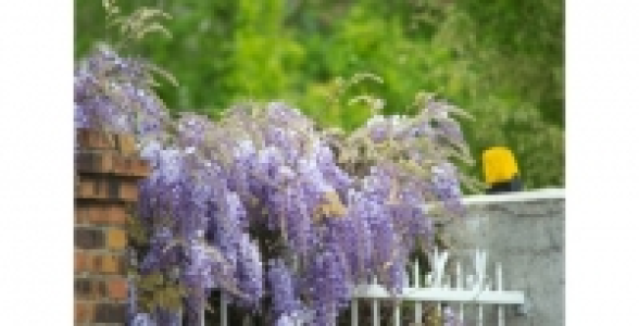 Glycine de Chine C 2 L