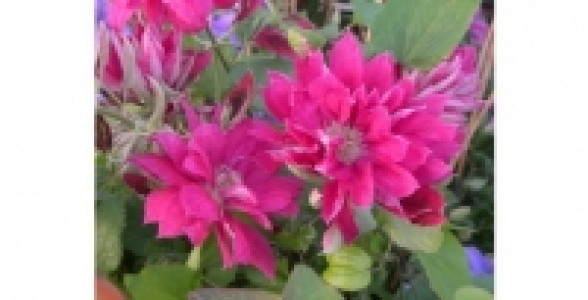 Clématite Red Star C 3 L
