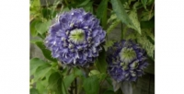 Clématite Blue light® Cov C 2 L