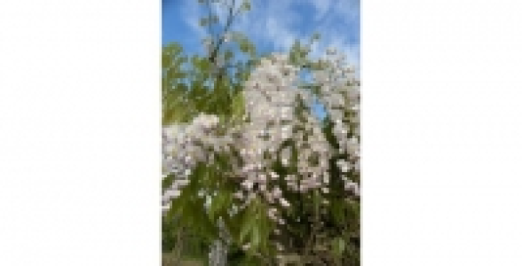 Glycine du Japon Lipstick C 3 L