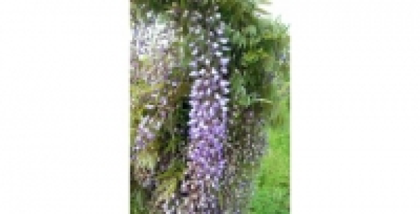 Glycine du Japon Macrobotrys C 2 L