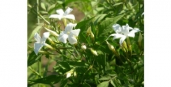 Jasmin officinal Affine C 3 L