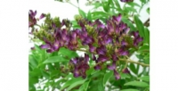 Glycine dété Satsuma C 3 L
