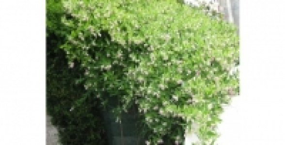 ARAUJA Sericofera Rosea C 2 L 26.10 €