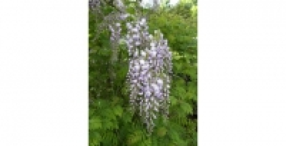 Glycine du Japon Mauve C 2 L