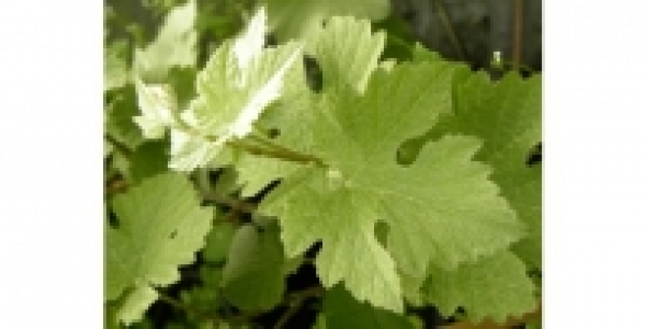 Vigne à fruits Incana C 3 L
