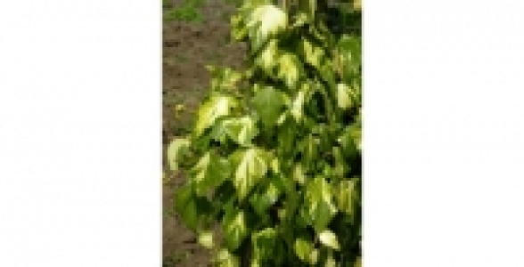 Lierre Sulfur Heart C 3 L 29.80 €