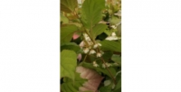Kiwi décoratif Kolomikta C 2 L 26.10 €