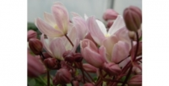 Clématite Armandi Hundersonii Rubra C 3 L
