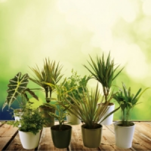 Plante en pot 3.99 €