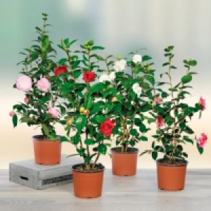 Camélia 9.99 €