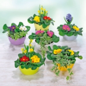 Composition de printemps 5.49 €