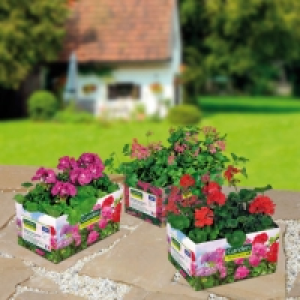 Lot de 6 géraniums 3.99 €