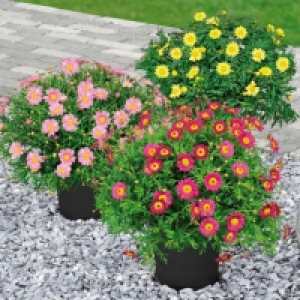 Marguerites 4.49 €