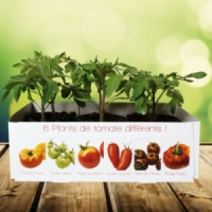 Aldi Garden Feelings® Lot de 6 plants de tomates anciennes