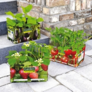 Garden Feelings® Lot de 6 plants