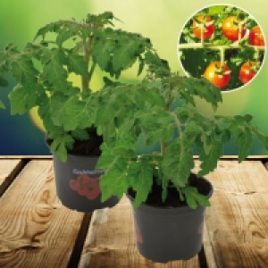 Plant de tomates cocktail 1.99 €