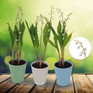 Muguet en pot 3 griffes 3.99 €