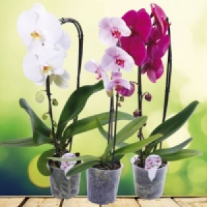 Orchidée Phalaenopsis cascade 9.99 €