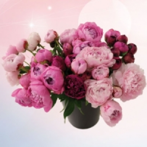 Bouquet de pivoines