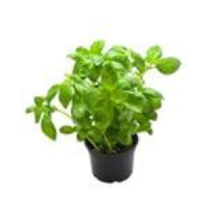 Basilic frais en pot x6