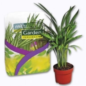 Lot de 3 plantes vertes en sac 5.49 €