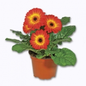 Gerbera Twister 1.99 €
