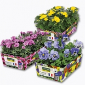 Lot de 6 plantes dautomne 2.99 €