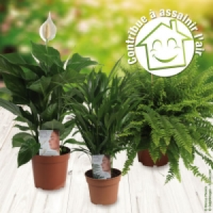 Plante verte dépolluante 4.99 €