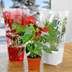 Anthurium en sac cadeau 5.99 €