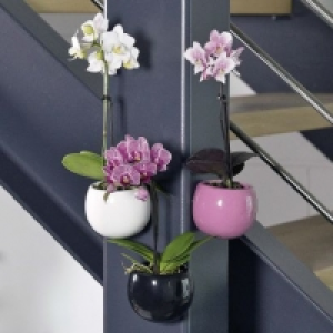 Garden Feelings® Mini orchidée en pot
