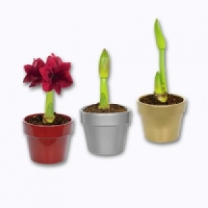 Amaryllis en cache-pot céramique 3.99 €