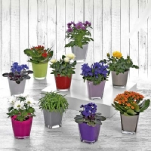 Mini plante 1.99 €