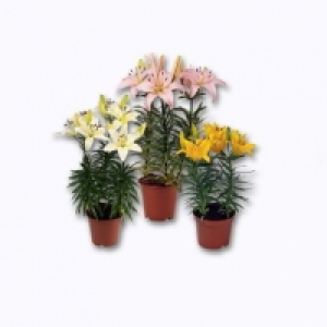 Lys en pot 4.99 €