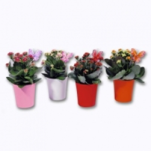 Kalanchoé 2.49 €