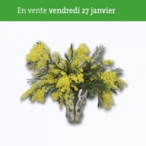Bouquet de mimosa 3.99 €