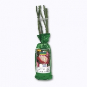 Garden Feelings® Rosier à repiquer