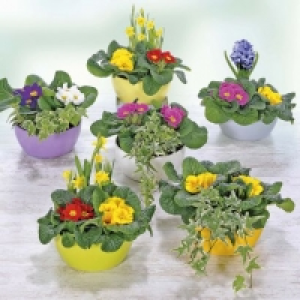 Garden Feelings® Composition de printemps