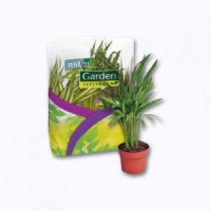 Lot de 3 plantes vertes en sac 4.99 €