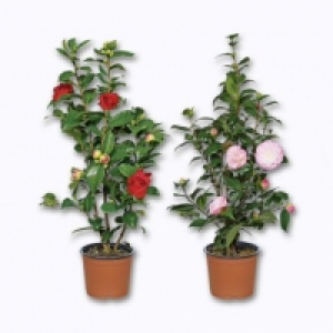 Camélia 9.99 €