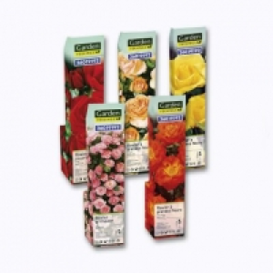 Rosier à repiquer 1.49 €