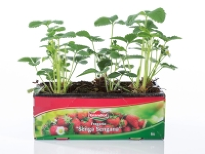 Barquette de 6 plants de fraisiers 2.99 €