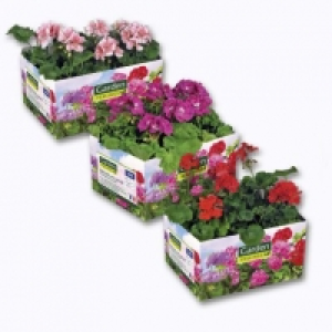 Lot de 6 géraniums 3.99 €
