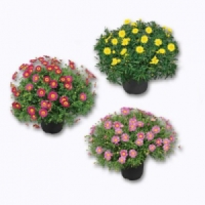 Marguerites 4.49 €