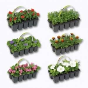 Lot de 10 plantes à massif 3.79 €