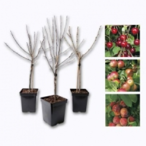 Arbre fruitier 9.99 €